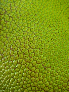 Large delicious fruit