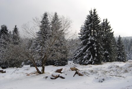 Winter snow wintry photo