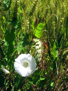 White green decorative