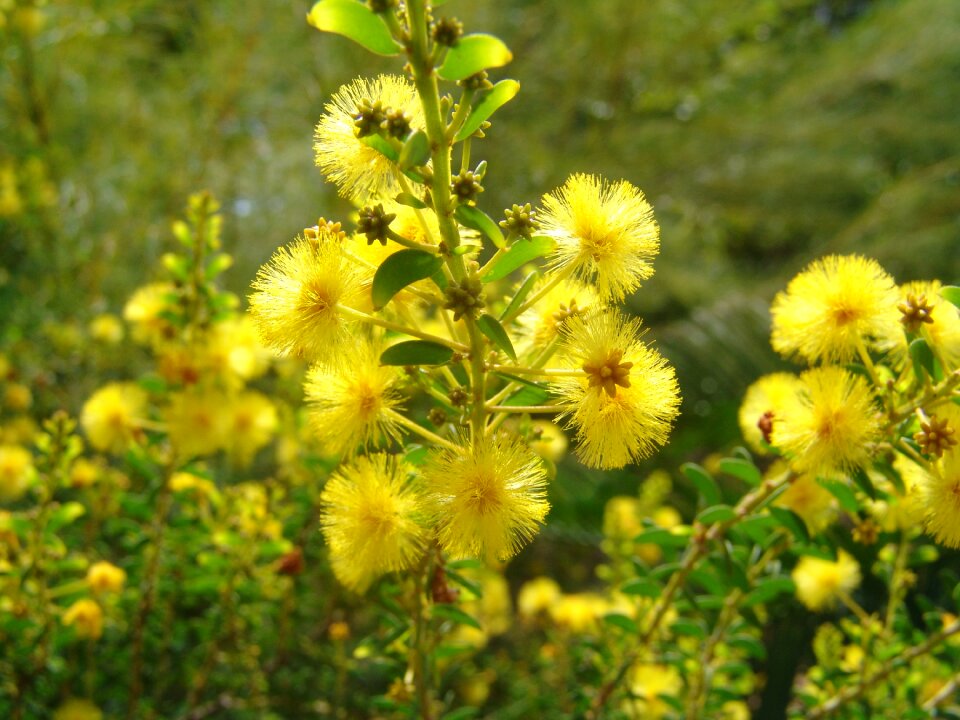 Tropical color yellow