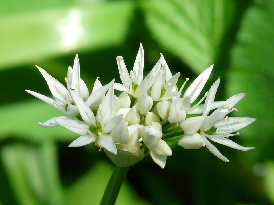 Plant white allium ursinum