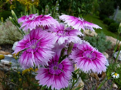 Flowers carnation pink photo