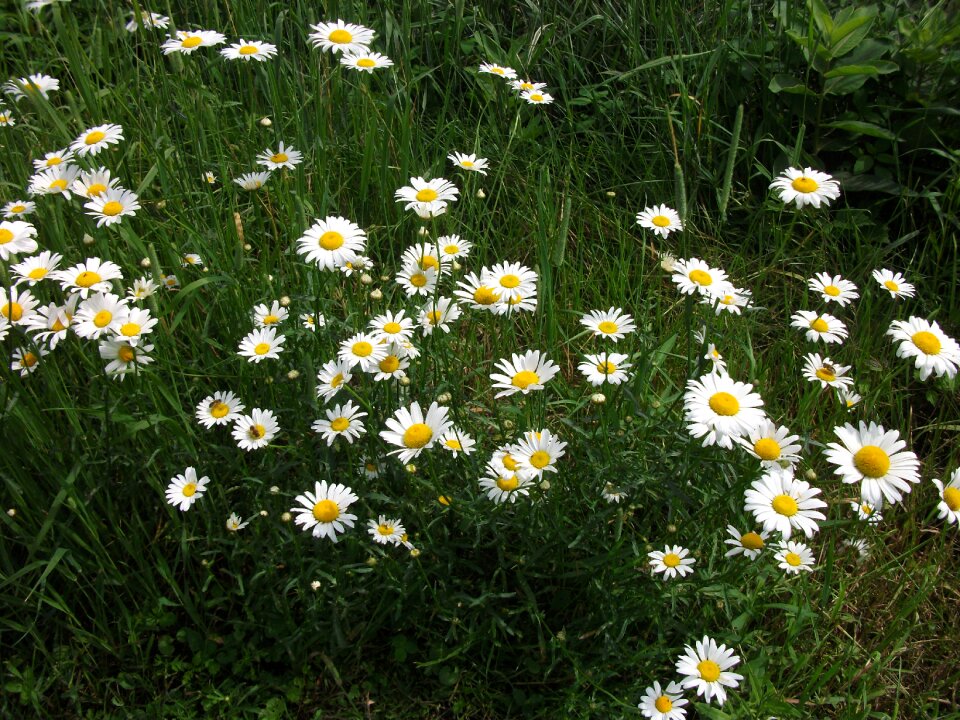 Marguerite nature flowers