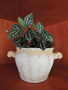 Decoration flowerpot evergreen photo