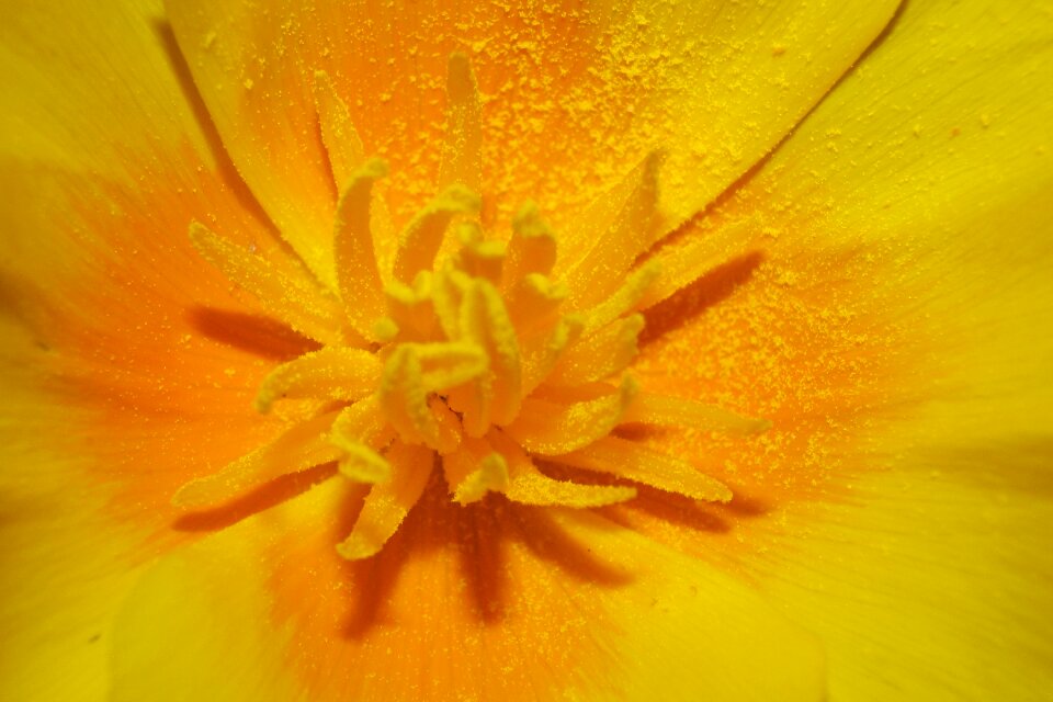 Golden eyes small flower flower