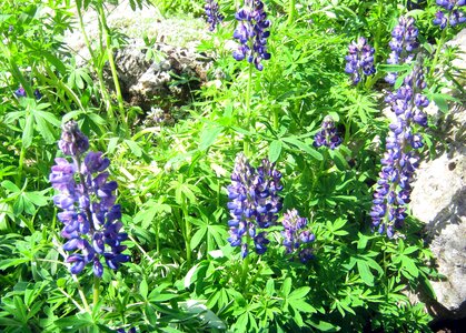 Garden botanical flowers