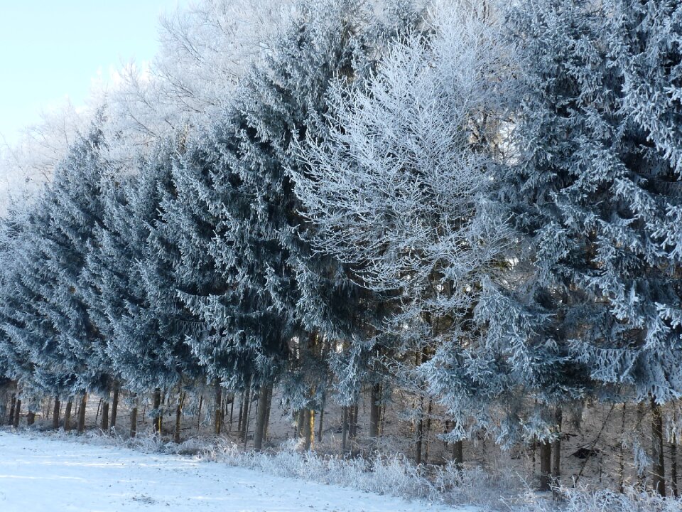 Wintry winter forest snow magic