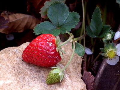 Wild strawberry garden strawberry appetizing photo
