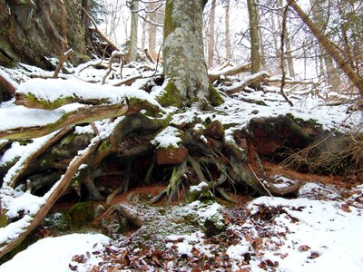 Snow forest tree