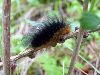 Insect hairy brown black photo