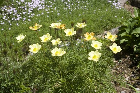 Garden botanical flowers
