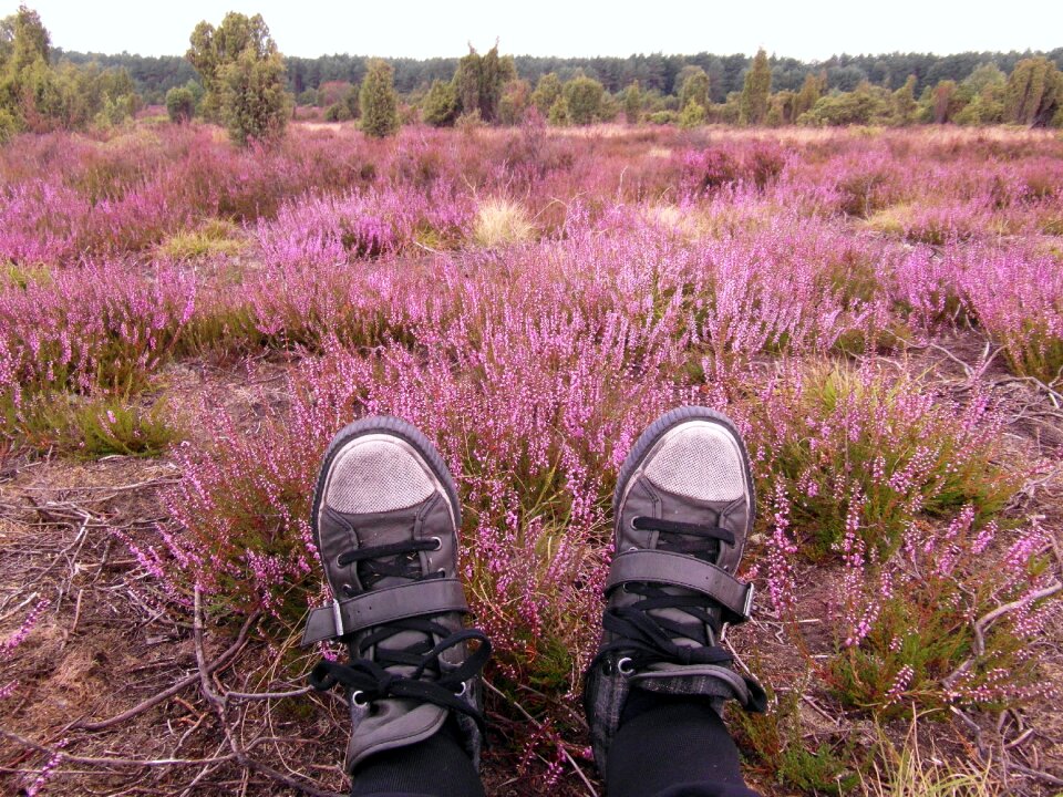 Heide heather august