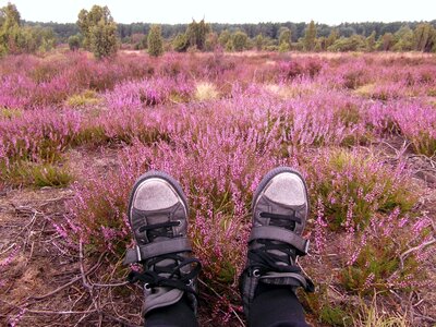 Heide heather august