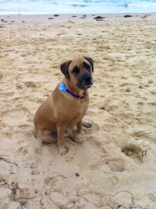 Shelly beach pet canine