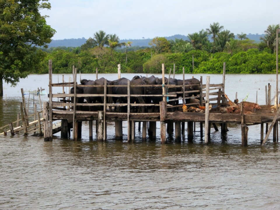 Water buffalo brazil south america