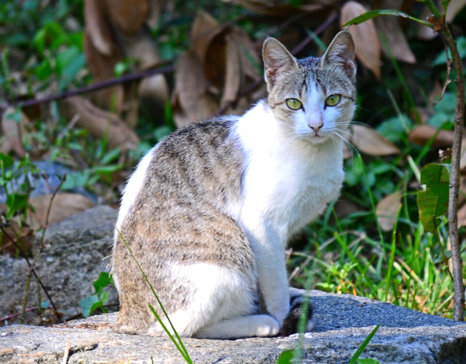 Feline sri lanka mawanella