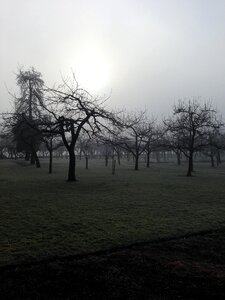 Fog winter trees