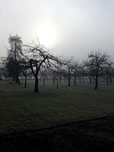 Fog winter trees photo