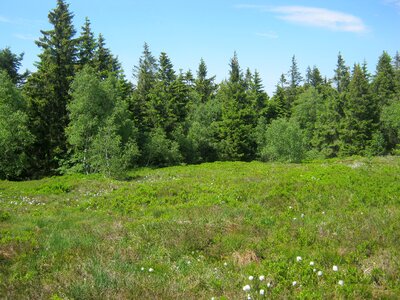 Flowers mountains height