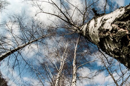 Nature birch photo