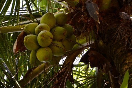 Coco greens nature
