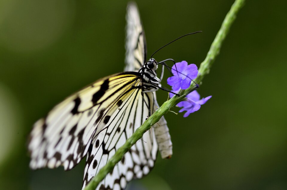 Invertebrate nature bug
