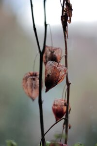 Faded dry autumn flowers