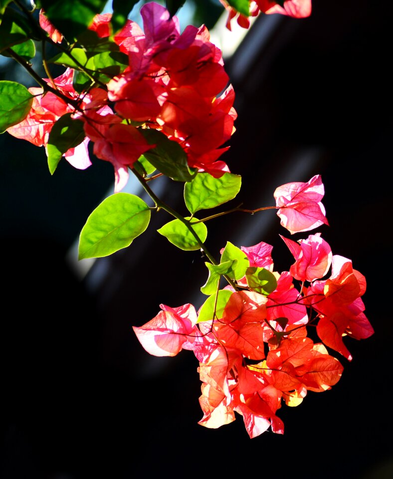 Nature garden morning