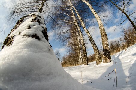 Nature birch photo