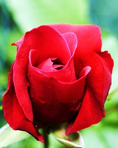 Love valentine garden