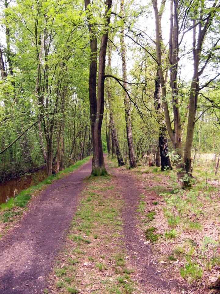 Walk spring moor