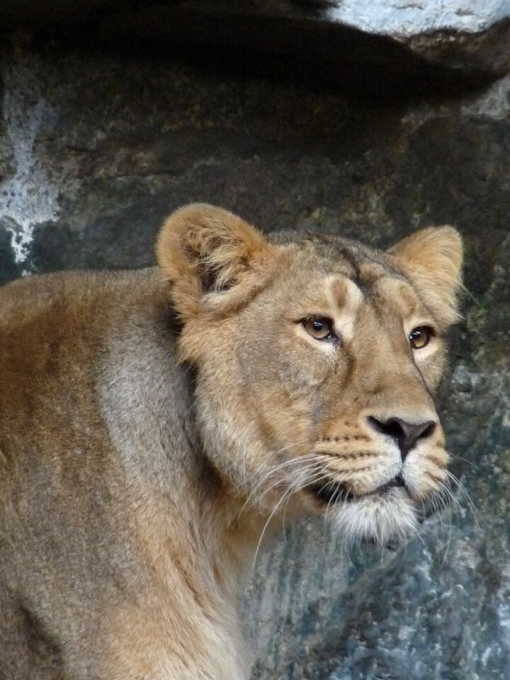 Wild big cat lion