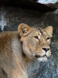 Wild big cat lion photo