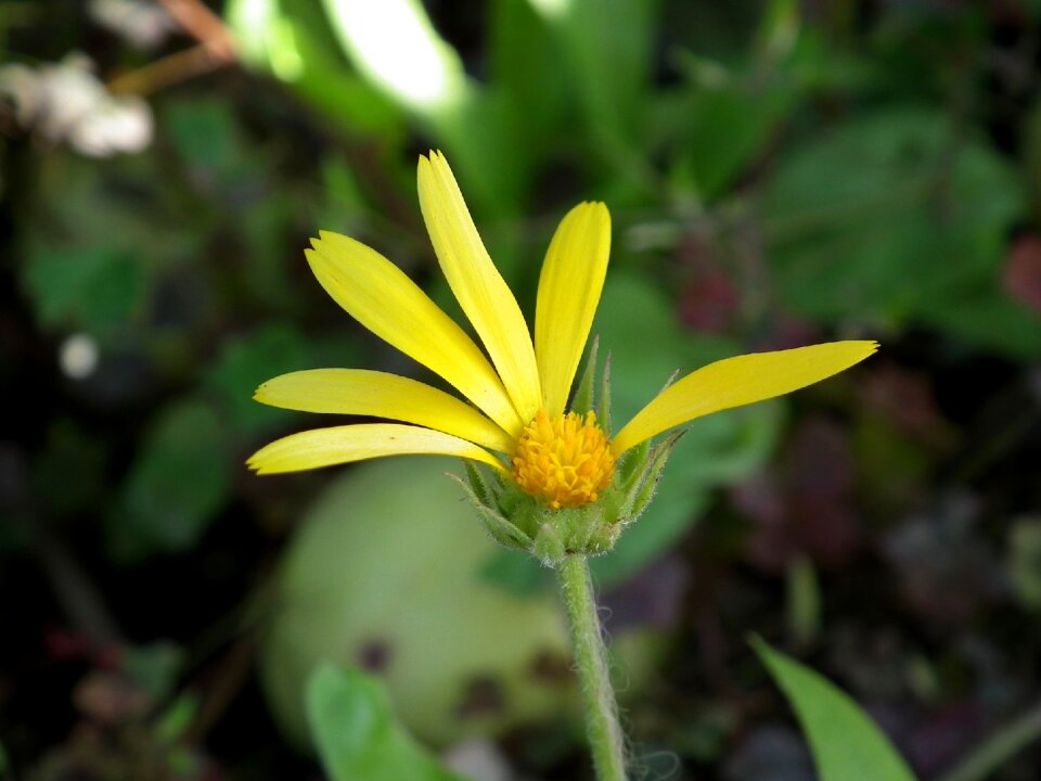 Bright garden flower summer