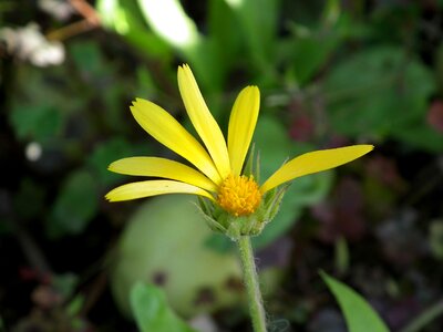 Bright garden flower summer