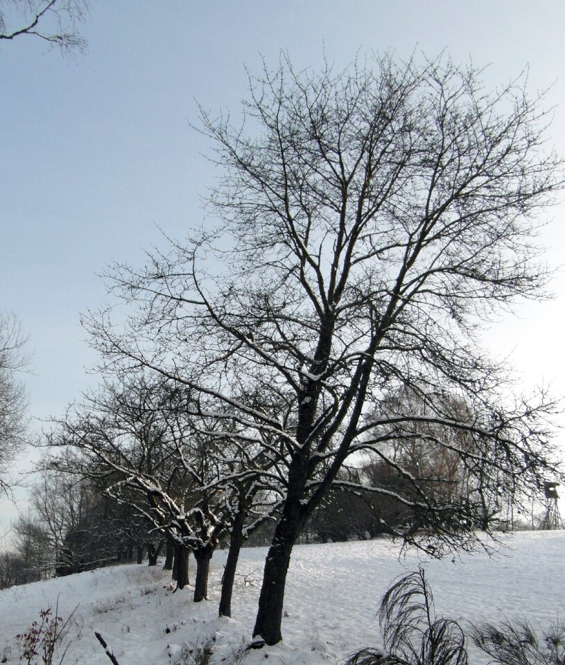 Snow forest tree