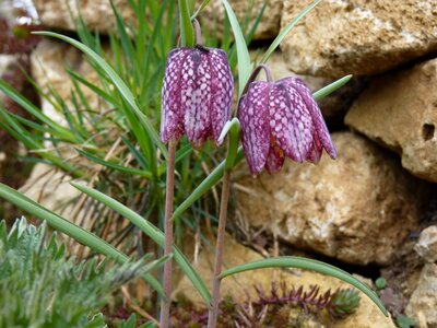 Nature flower flowers photo