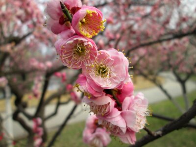 Castle peak park plum blossom pink photo