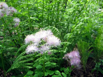 Garden botanical flowers