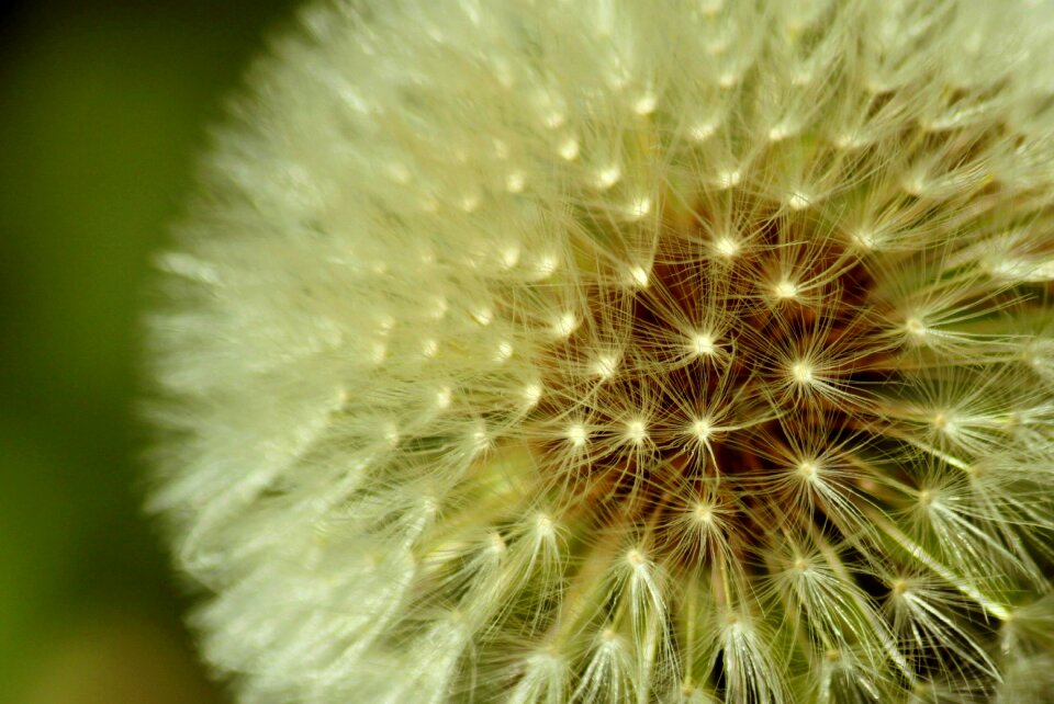 Plant flower nature