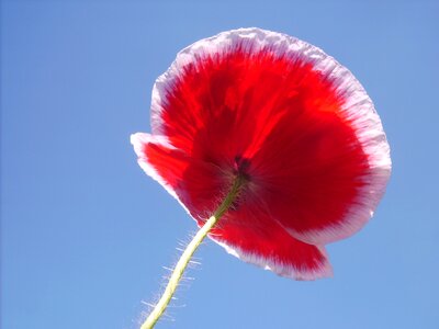 Bloom red flower