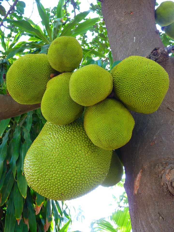 Large delicious fruit