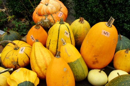 Pumpkin gourd autumn
