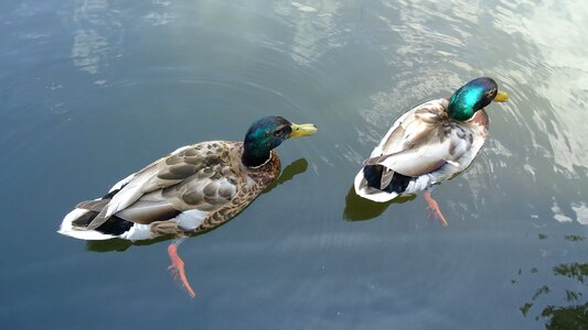 Colorful birds pond
