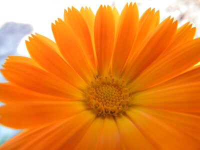 Bright garden flower summer