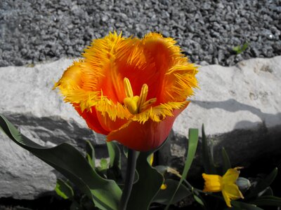 Flamed spring orange