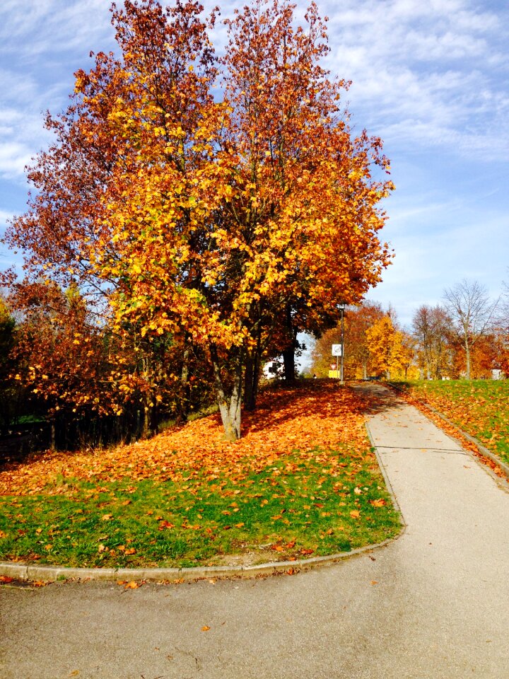 Colorful leaves colorful tree