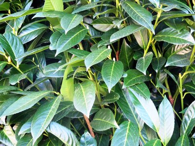 Evergreen ornamental shrub lush green photo