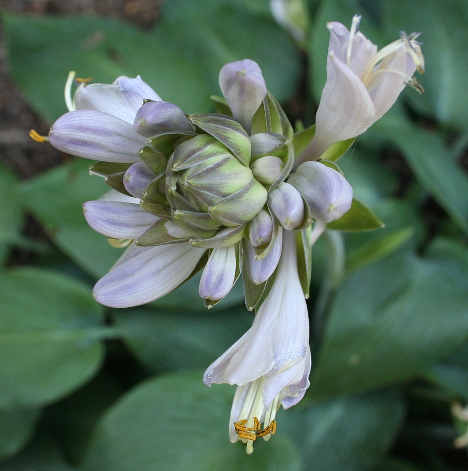 Natural blossom bloom