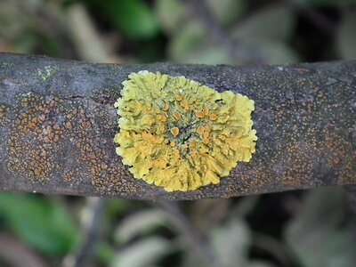 Branch mushrooms brown